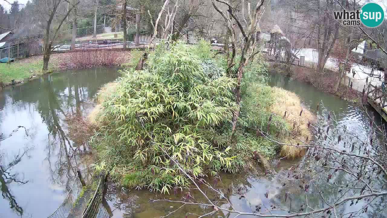 Yellow-cheeked gibbon Zoo Ljubljana livecam