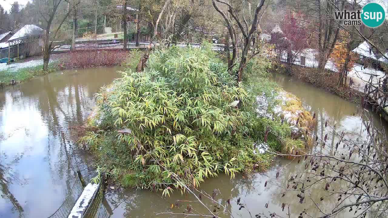 Gibbone dalle guance rosa nello ZOO di Ljubljana