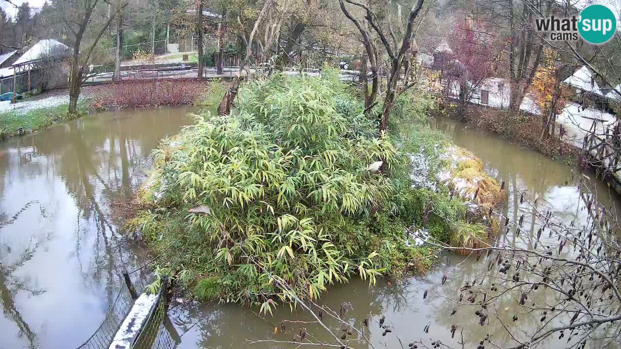 Gibbone dalle guance rosa nello ZOO di Ljubljana