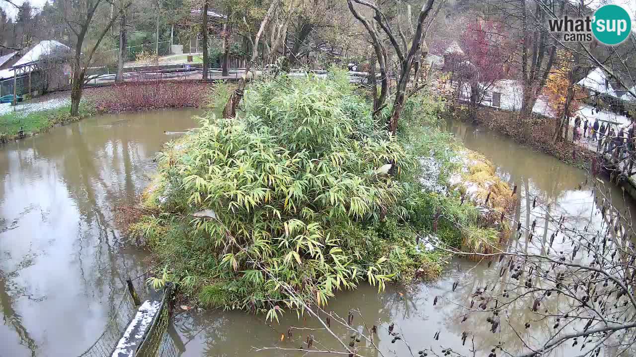 Südlicher Gelbwangen-Schopfgibbon Zoo Ljubljana webcam
