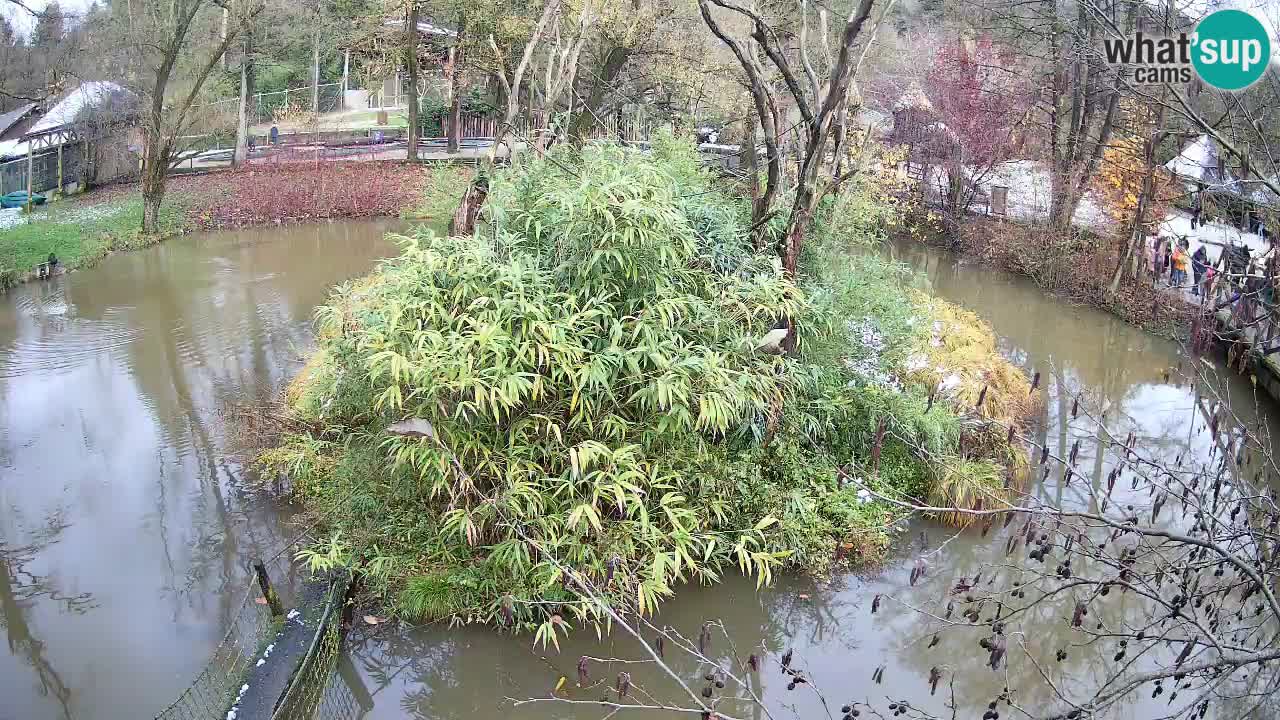 Gibbone dalle guance rosa nello ZOO di Ljubljana