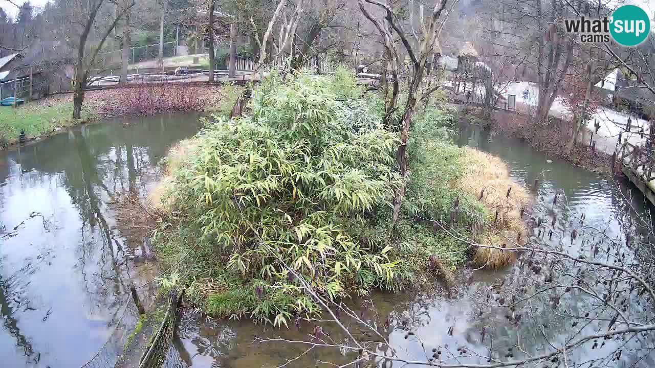 Gibon – Nomascus gabriellae – Zoo Ljubljana web kamera