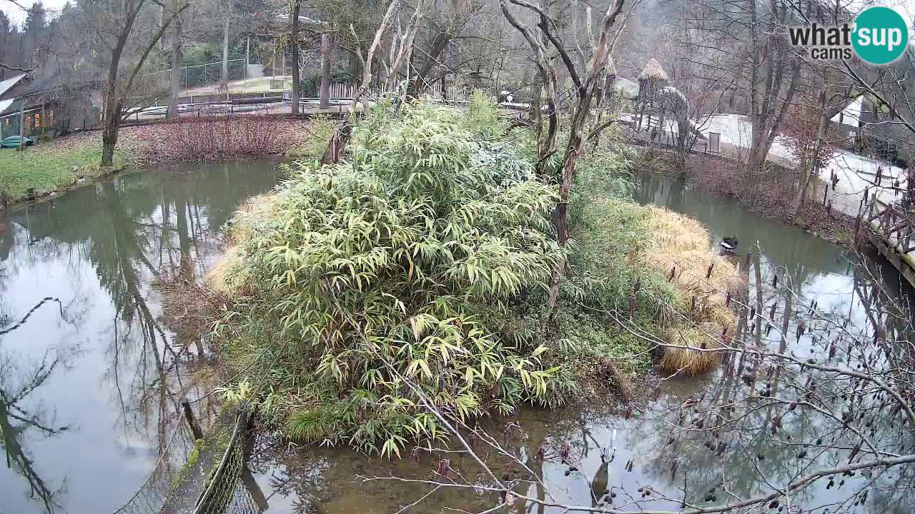 Südlicher Gelbwangen-Schopfgibbon Zoo Ljubljana webcam
