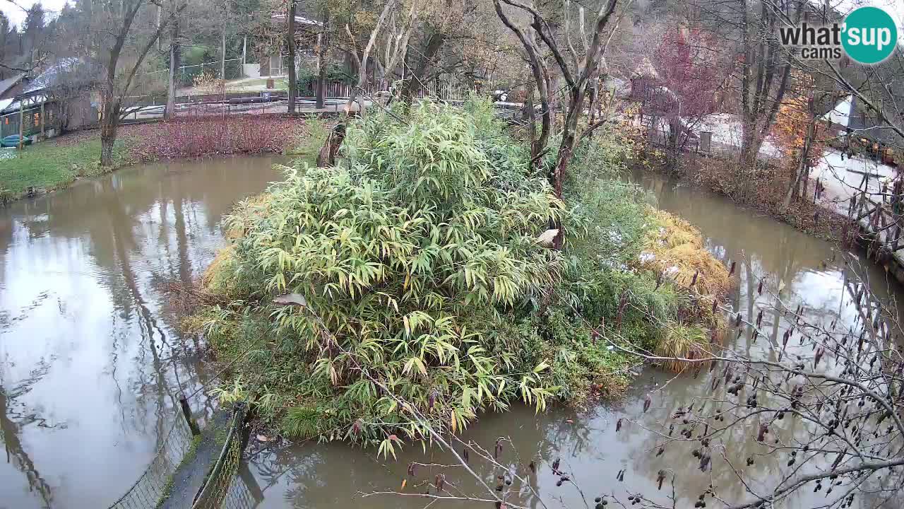 Zlatolični gibon živalski vrt Ljubljana