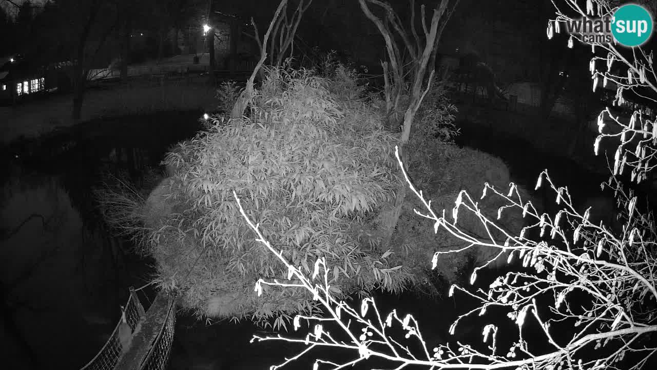 Gibbone dalle guance rosa nello ZOO di Ljubljana