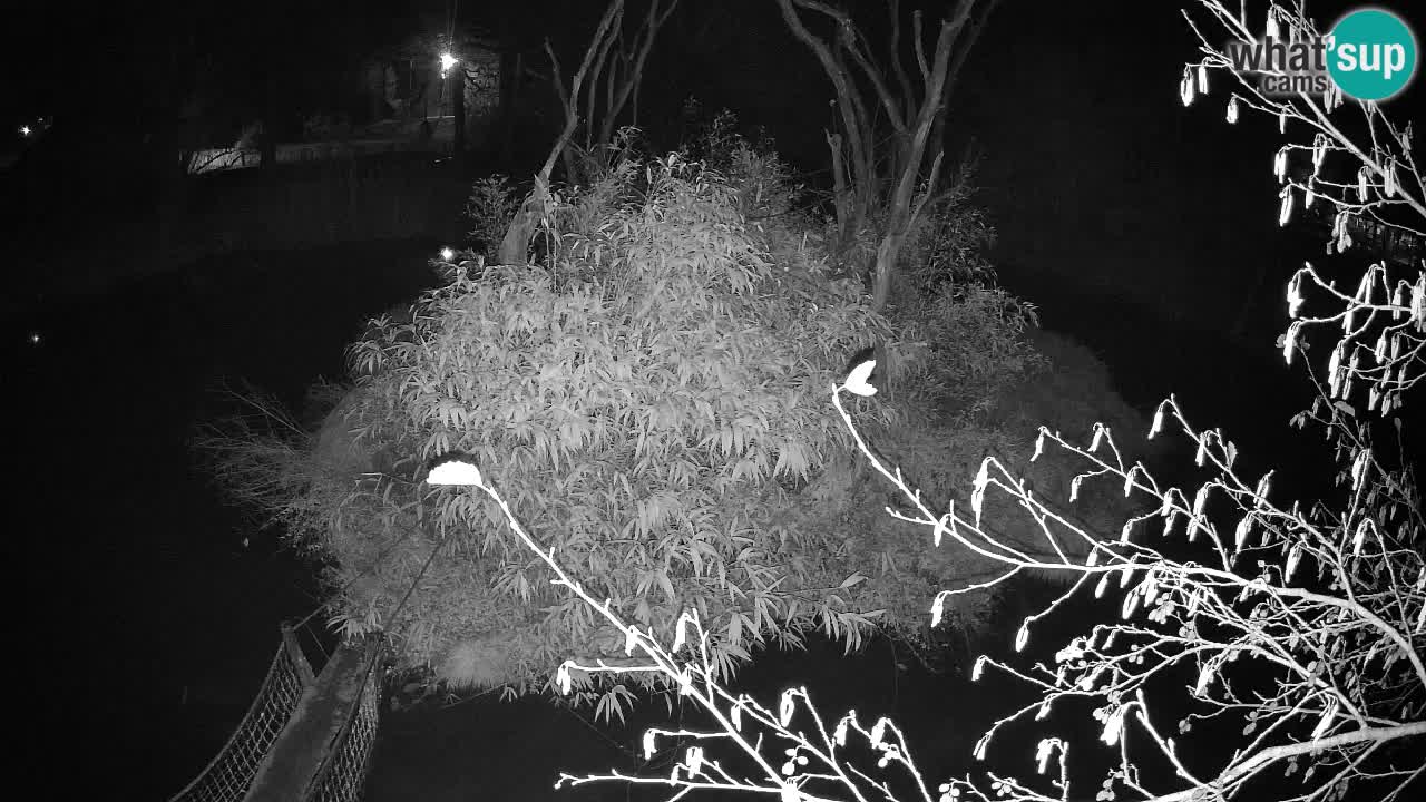 Yellow-cheeked gibbon Zoo Ljubljana livecam