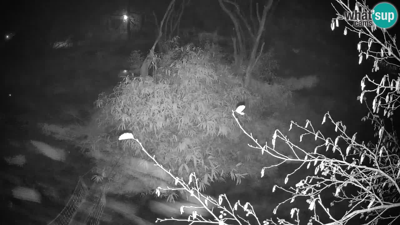 Gibbon à joues jaunes Zoo Ljubljana live cam