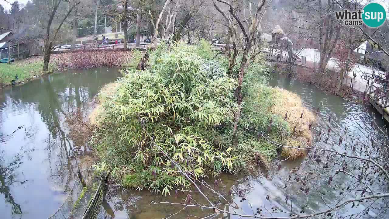 Yellow-cheeked gibbon Zoo Ljubljana livecam