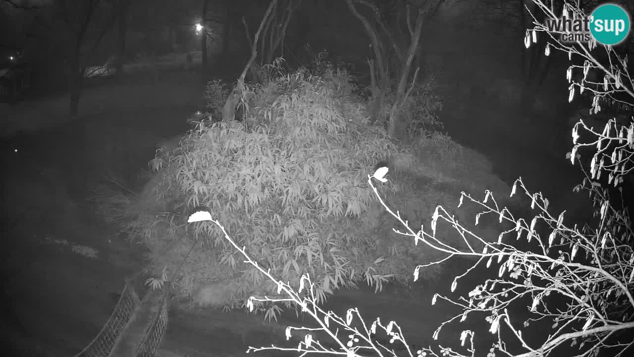 Gibbon à joues jaunes Zoo Ljubljana live cam