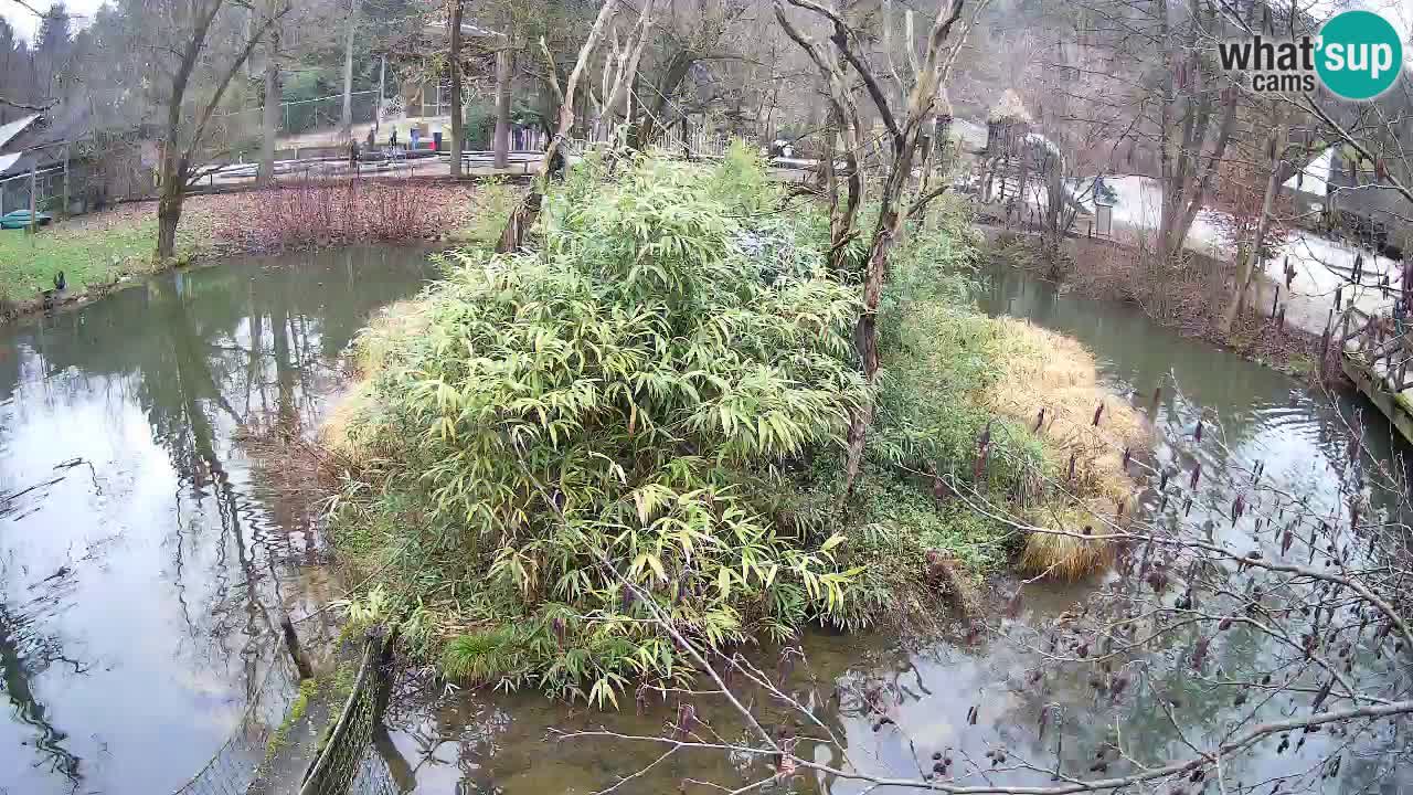 Zlatolični gibon živalski vrt Ljubljana