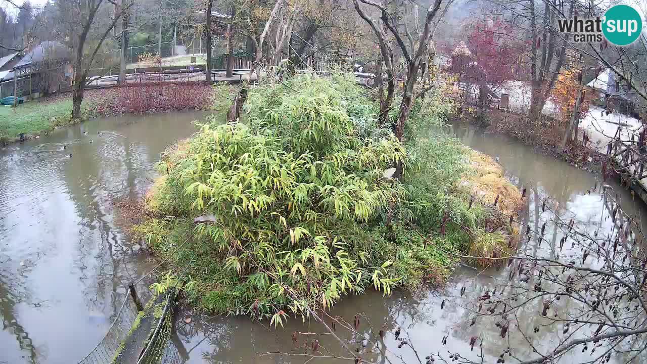 Südlicher Gelbwangen-Schopfgibbon Zoo Ljubljana webcam