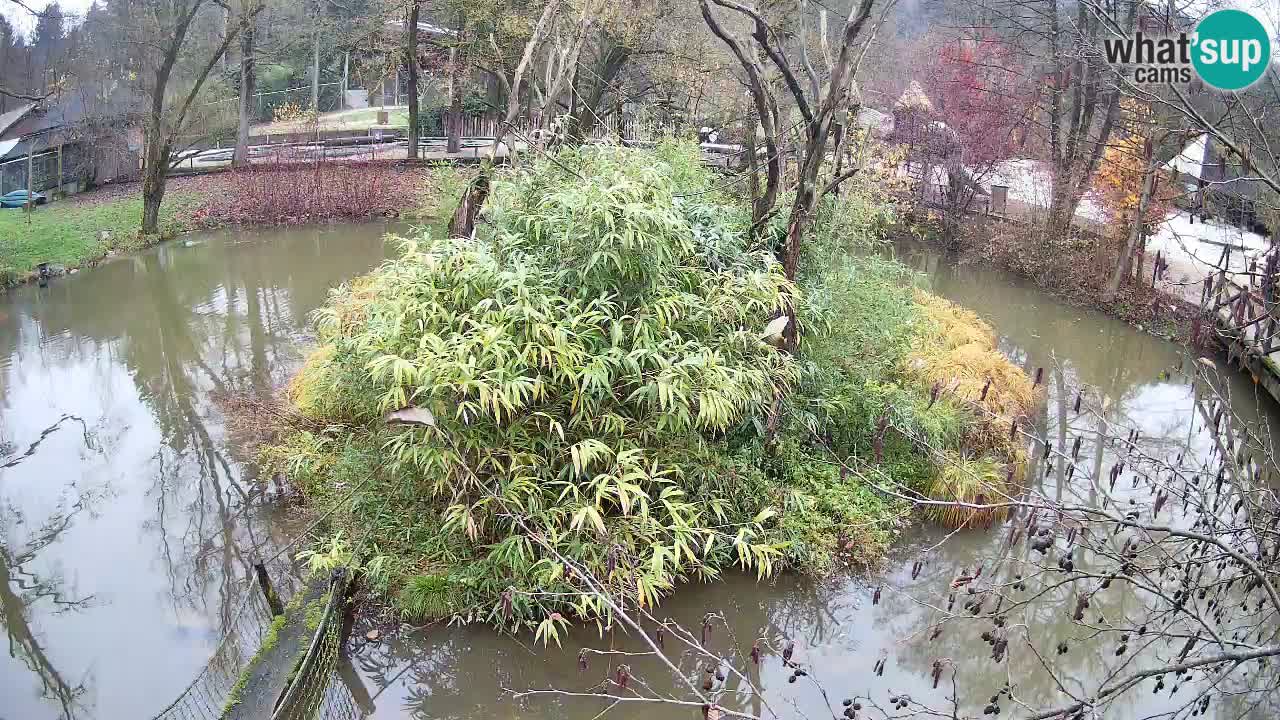 Gibbon à joues jaunes Zoo Ljubljana live cam