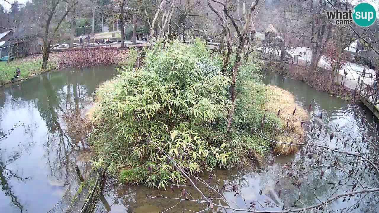 Gibón de mejillas beige Zoo Ljubljana