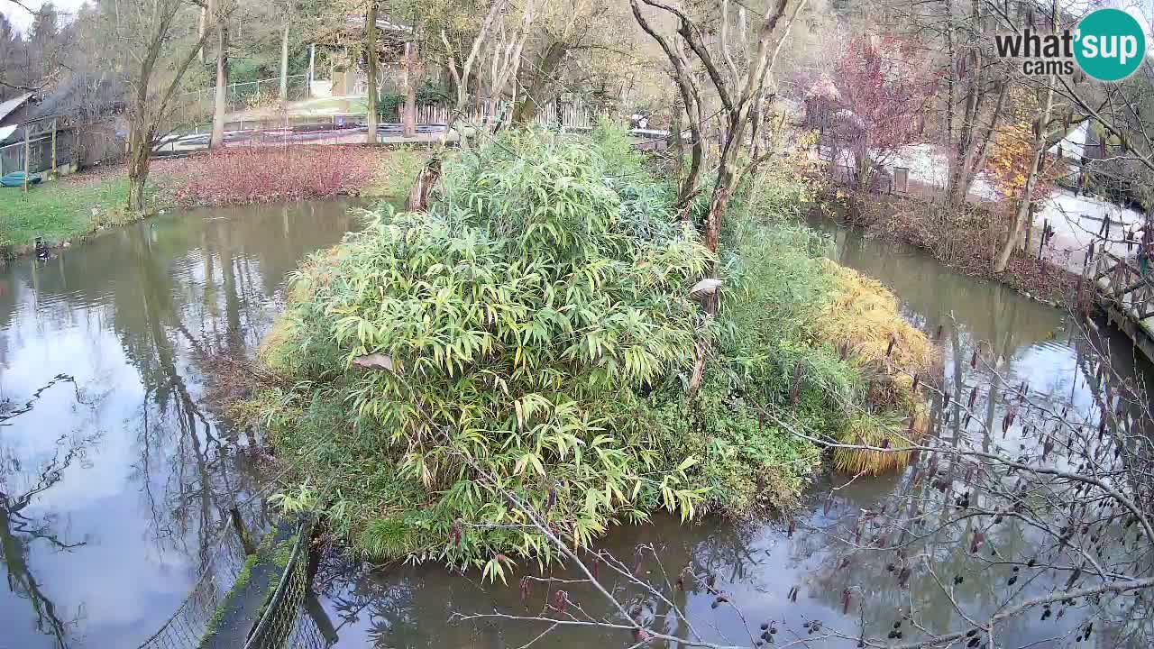 Gibón de mejillas beige Zoo Ljubljana