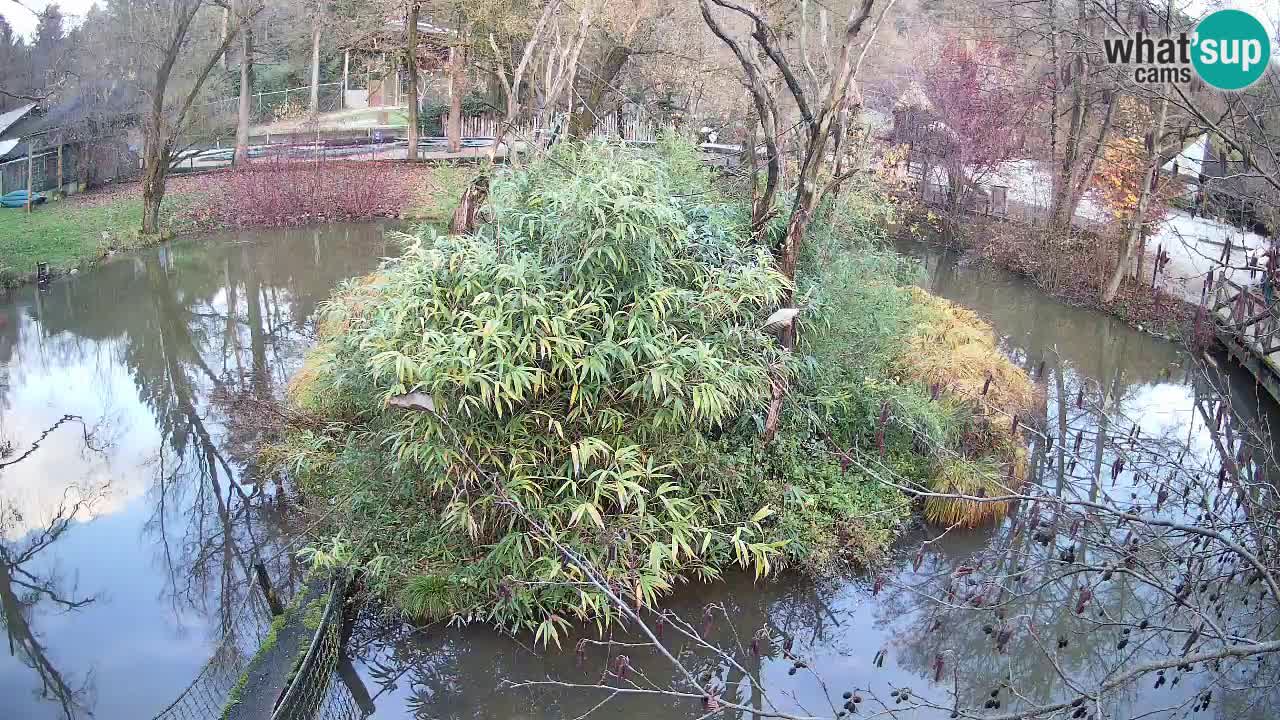 Gibon – Nomascus gabriellae – Zoo Ljubljana web kamera