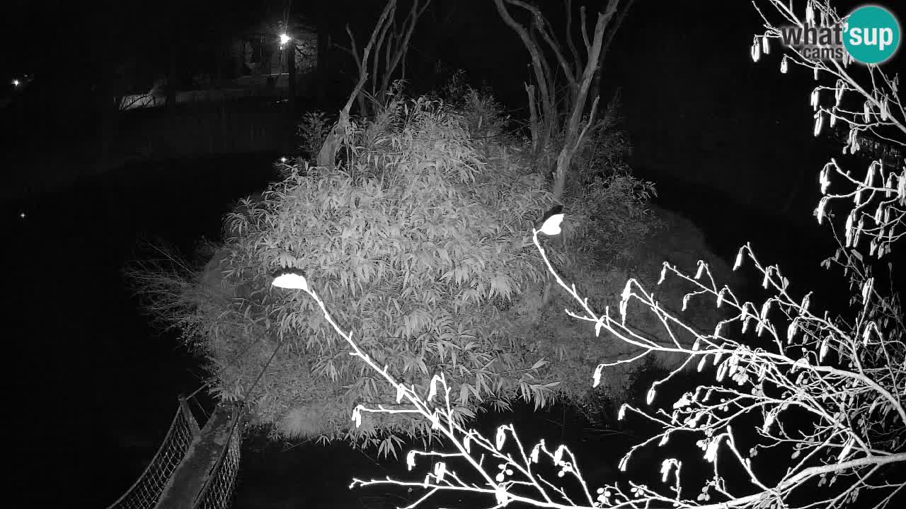 Yellow-cheeked gibbon Zoo Ljubljana livecam