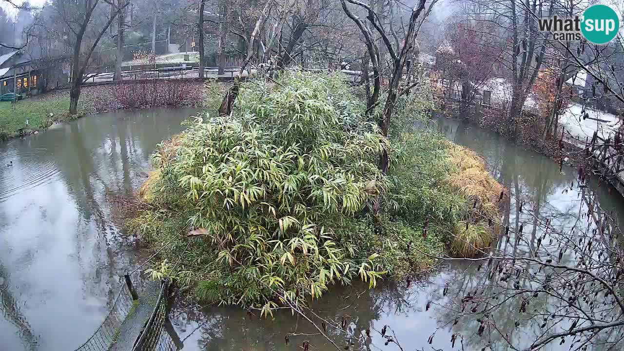 Gibbone dalle guance rosa nello ZOO di Ljubljana