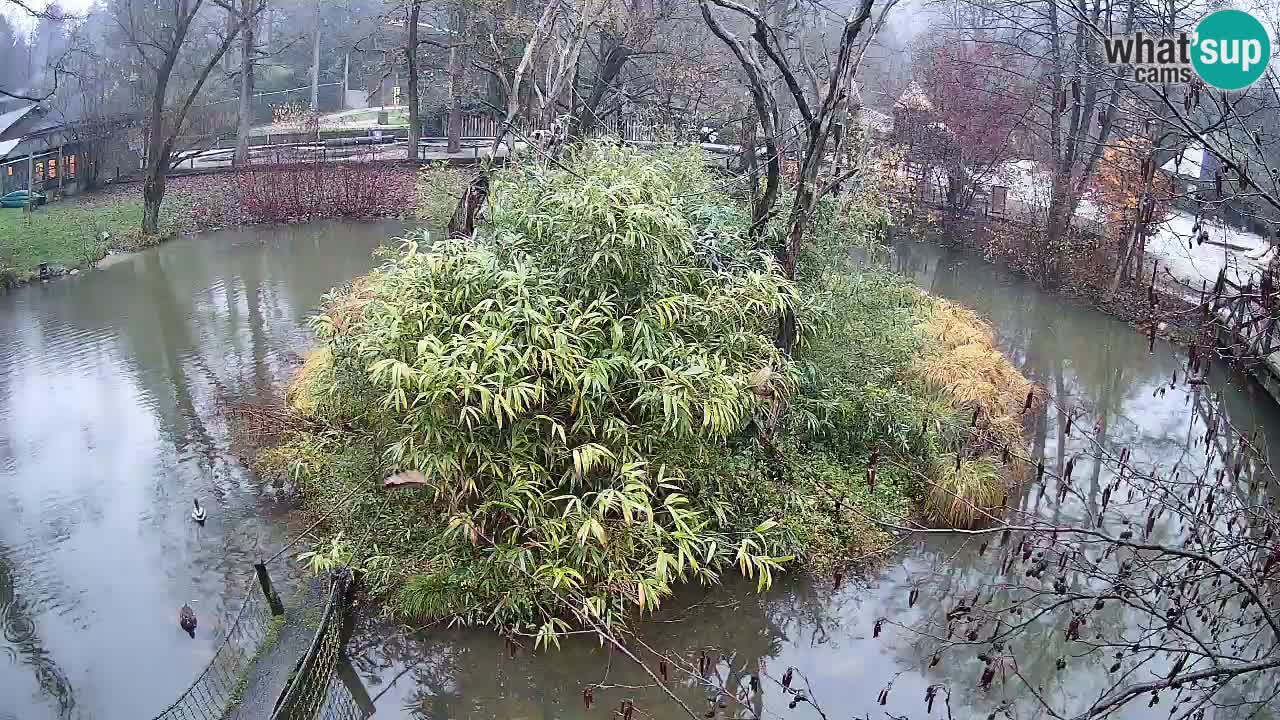 Yellow-cheeked gibbon Zoo Ljubljana livecam