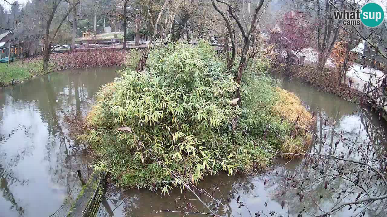 Gibon – Nomascus gabriellae – Zoo Ljubljana web kamera