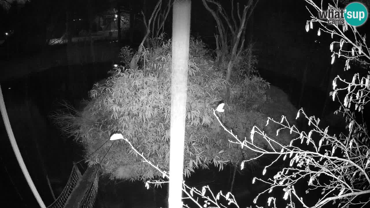 Yellow-cheeked gibbon Zoo Ljubljana livecam