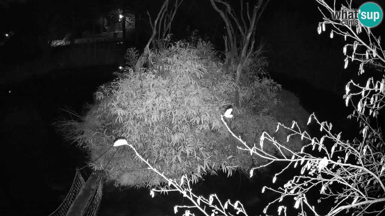 Gibon – Nomascus gabriellae – Zoo Ljubljana web kamera