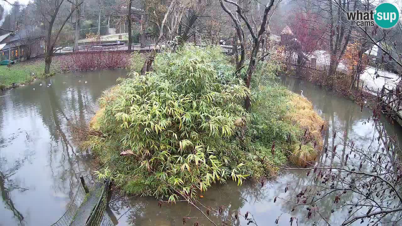 Gibbone dalle guance rosa nello ZOO di Ljubljana