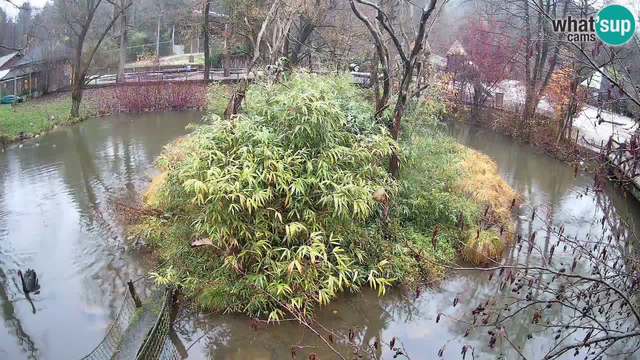 Zlatolični gibon živalski vrt Ljubljana