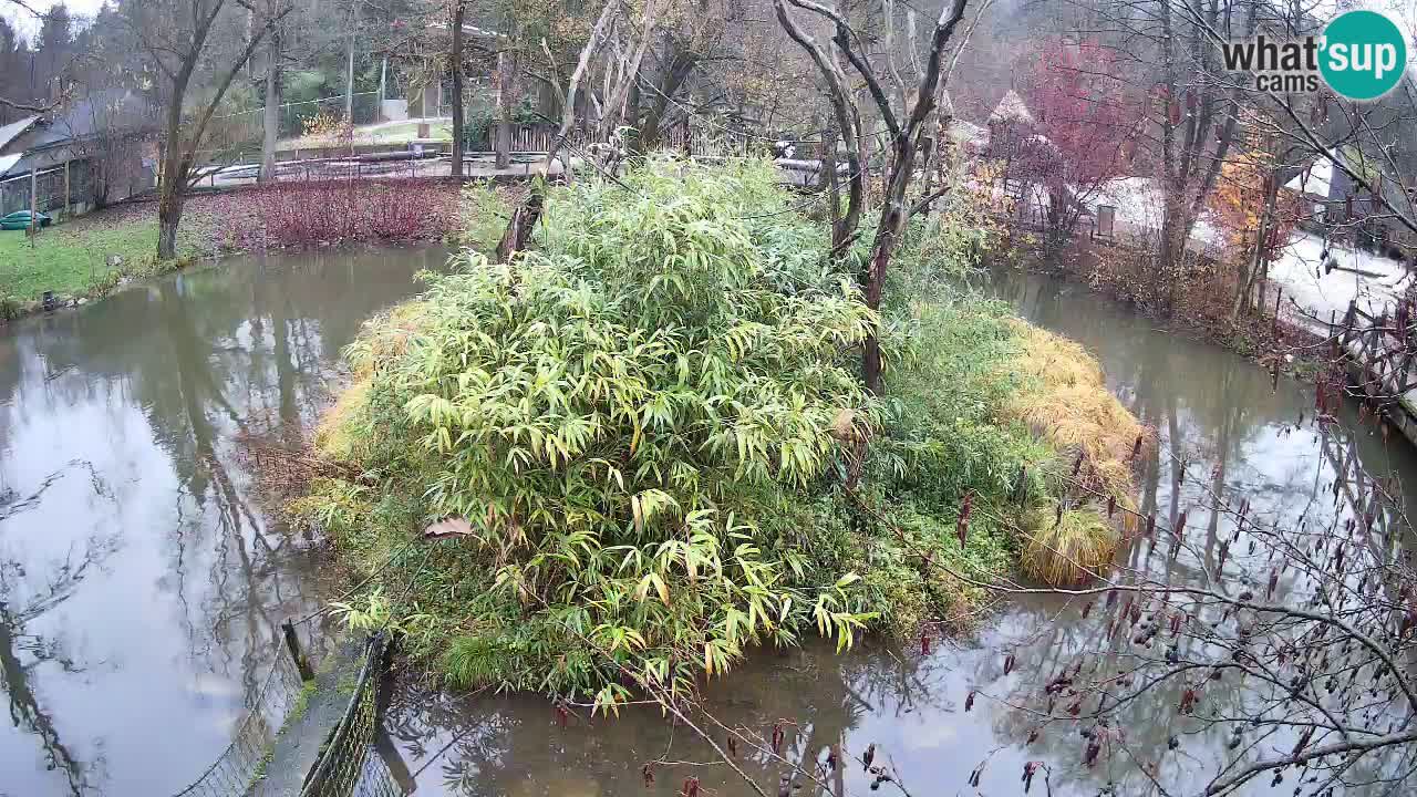 Gibón de mejillas beige Zoo Ljubljana