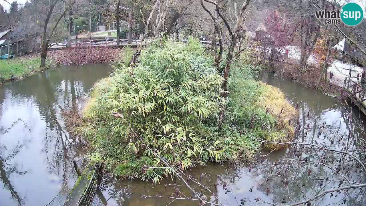 Gibon – Nomascus gabriellae – Zoo Ljubljana web kamera