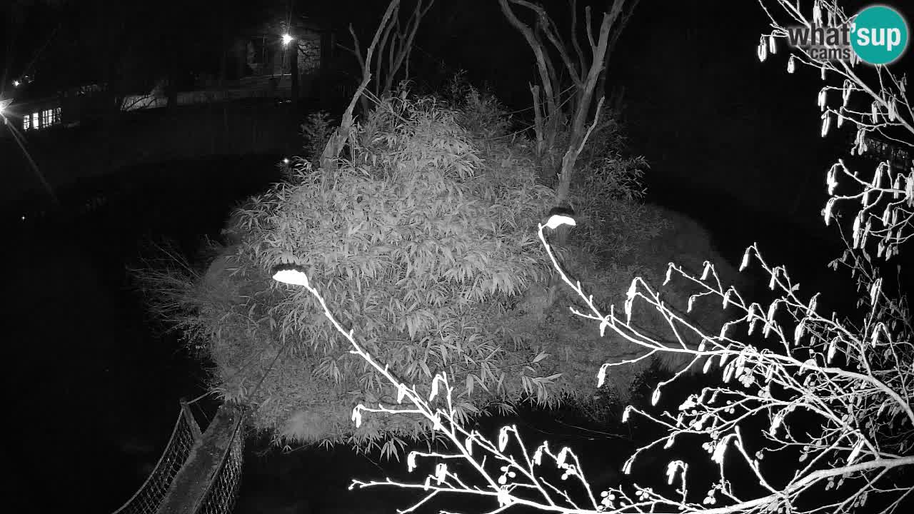 Südlicher Gelbwangen-Schopfgibbon Zoo Ljubljana webcam