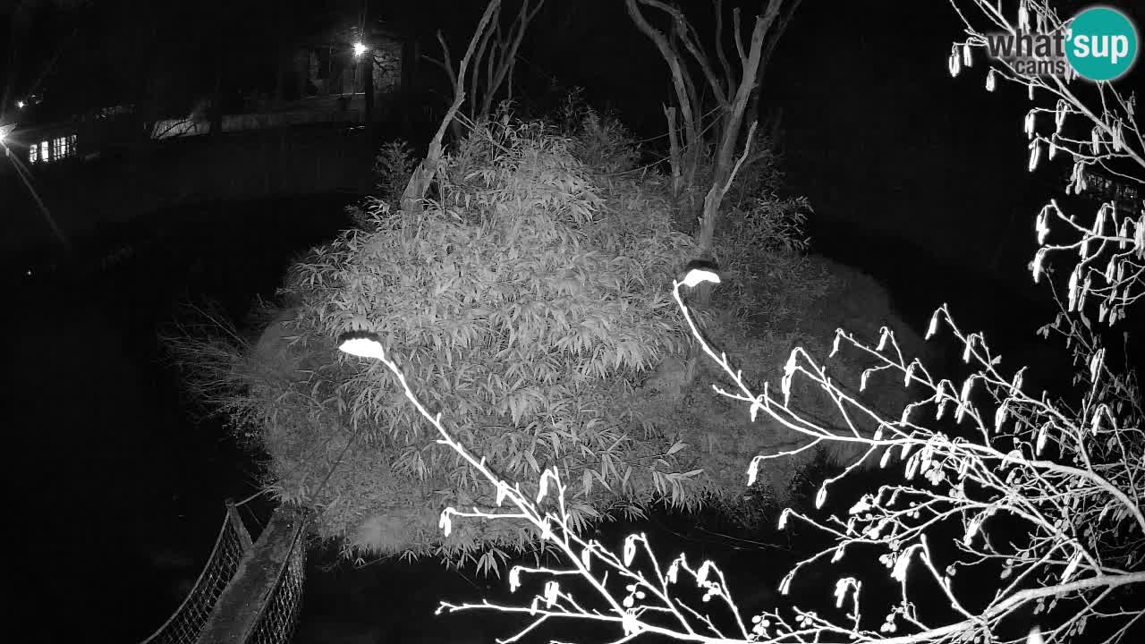 Gibbone dalle guance rosa nello ZOO di Ljubljana