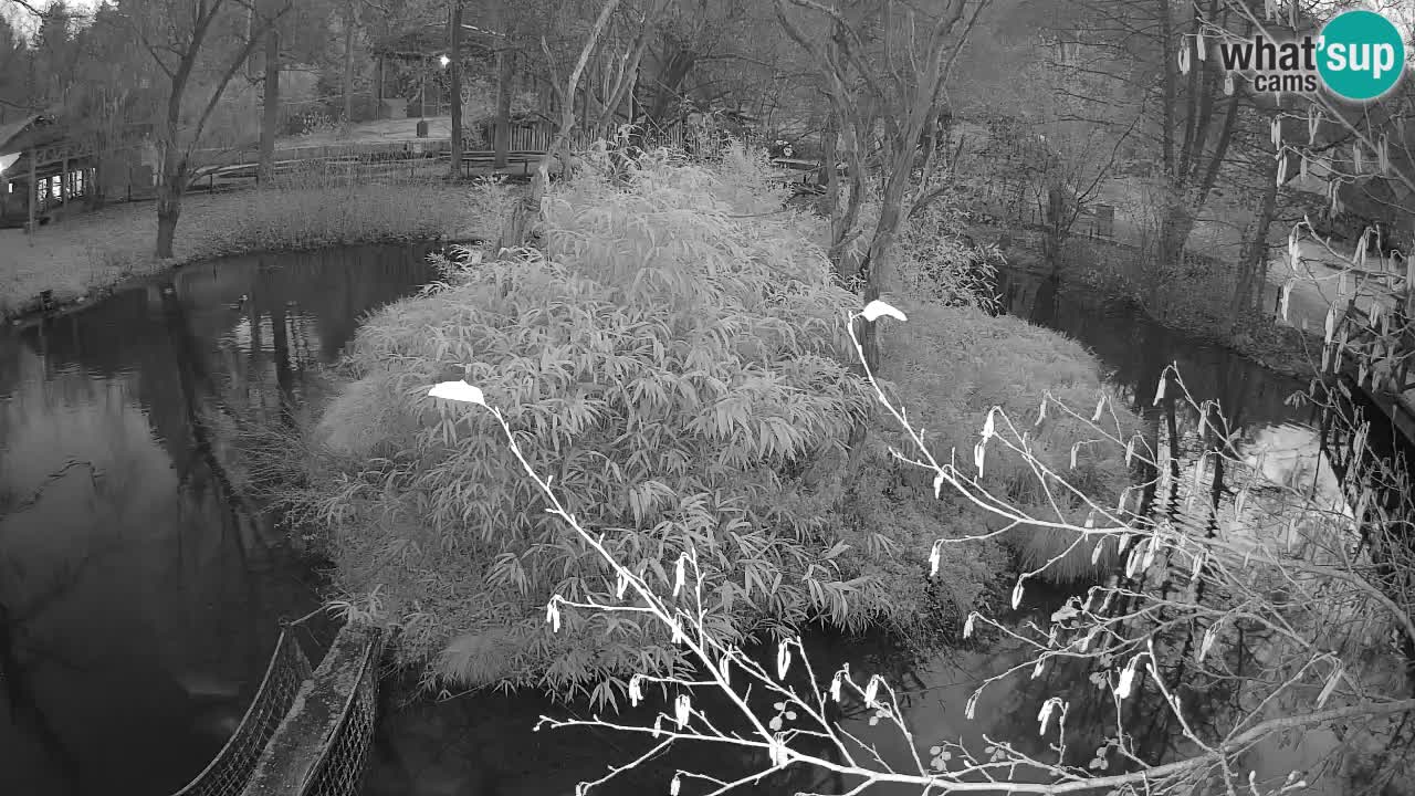 Südlicher Gelbwangen-Schopfgibbon Zoo Ljubljana webcam