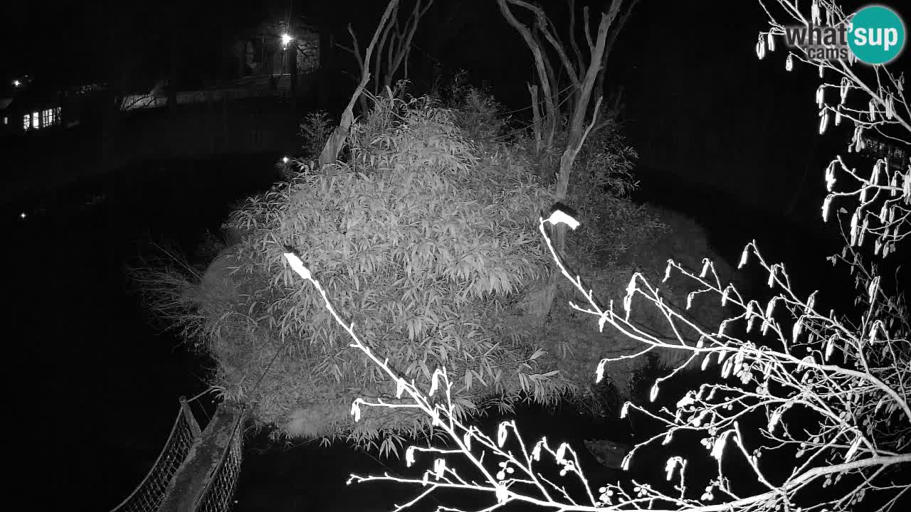 Gibon – Nomascus gabriellae – Zoo Ljubljana web kamera