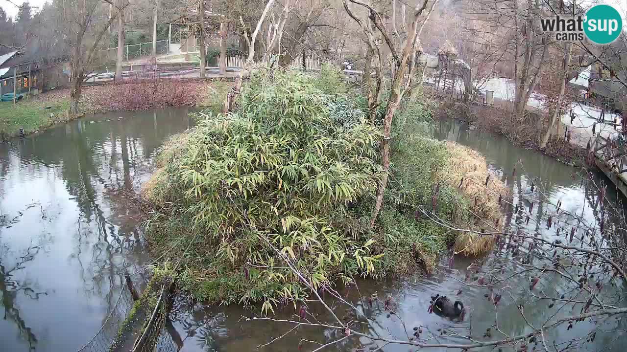 Yellow-cheeked gibbon Zoo Ljubljana livecam