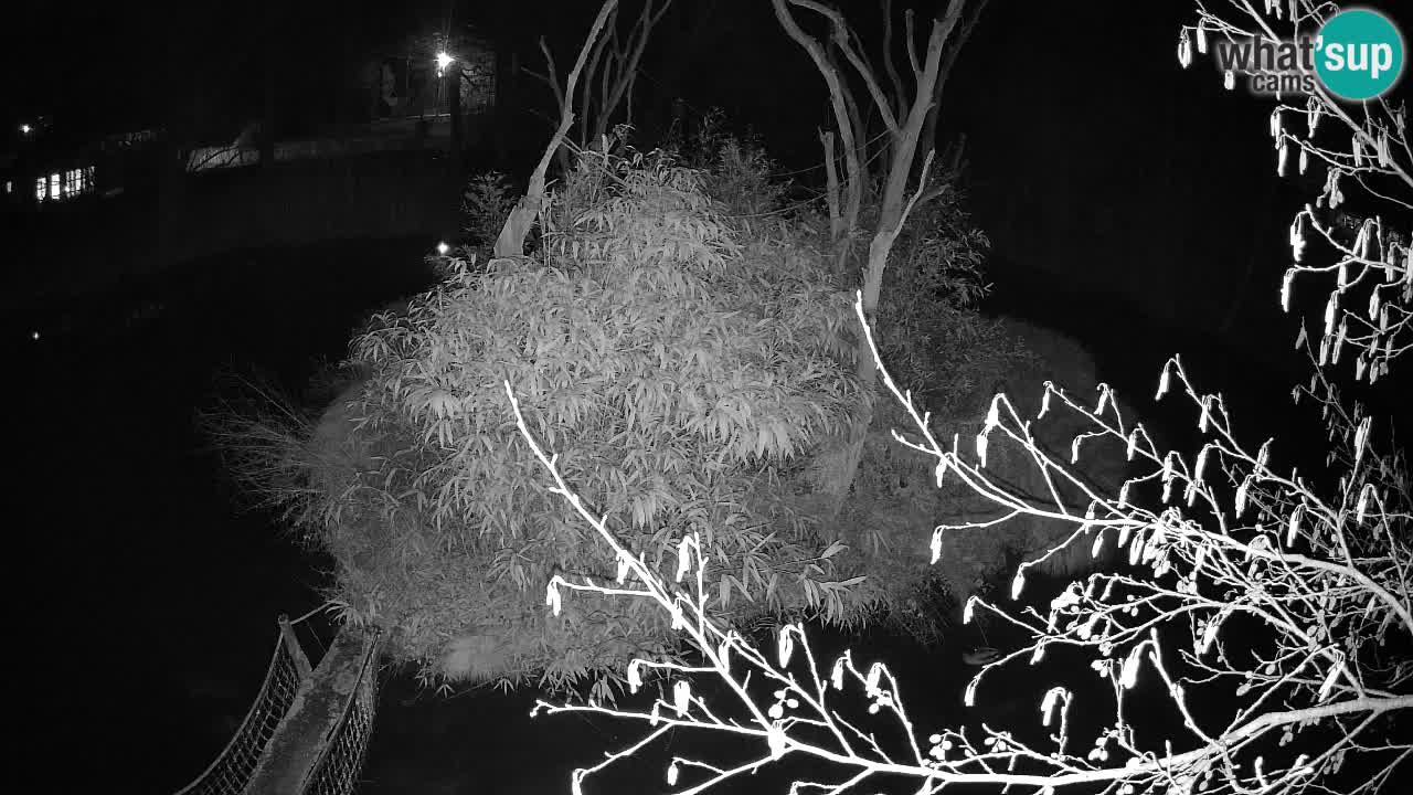 Gibbon à joues jaunes Zoo Ljubljana live cam