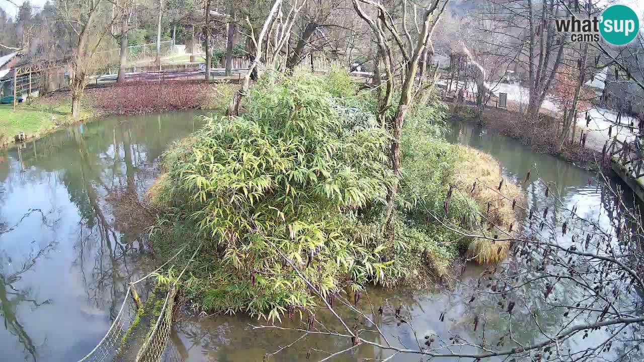 Gibbon à joues jaunes Zoo Ljubljana live cam