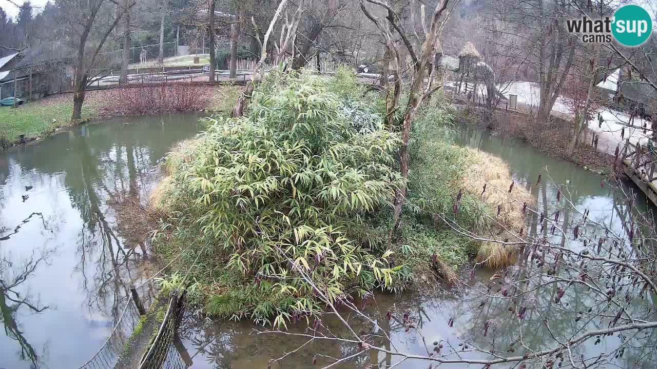 Gibbone dalle guance rosa nello ZOO di Ljubljana