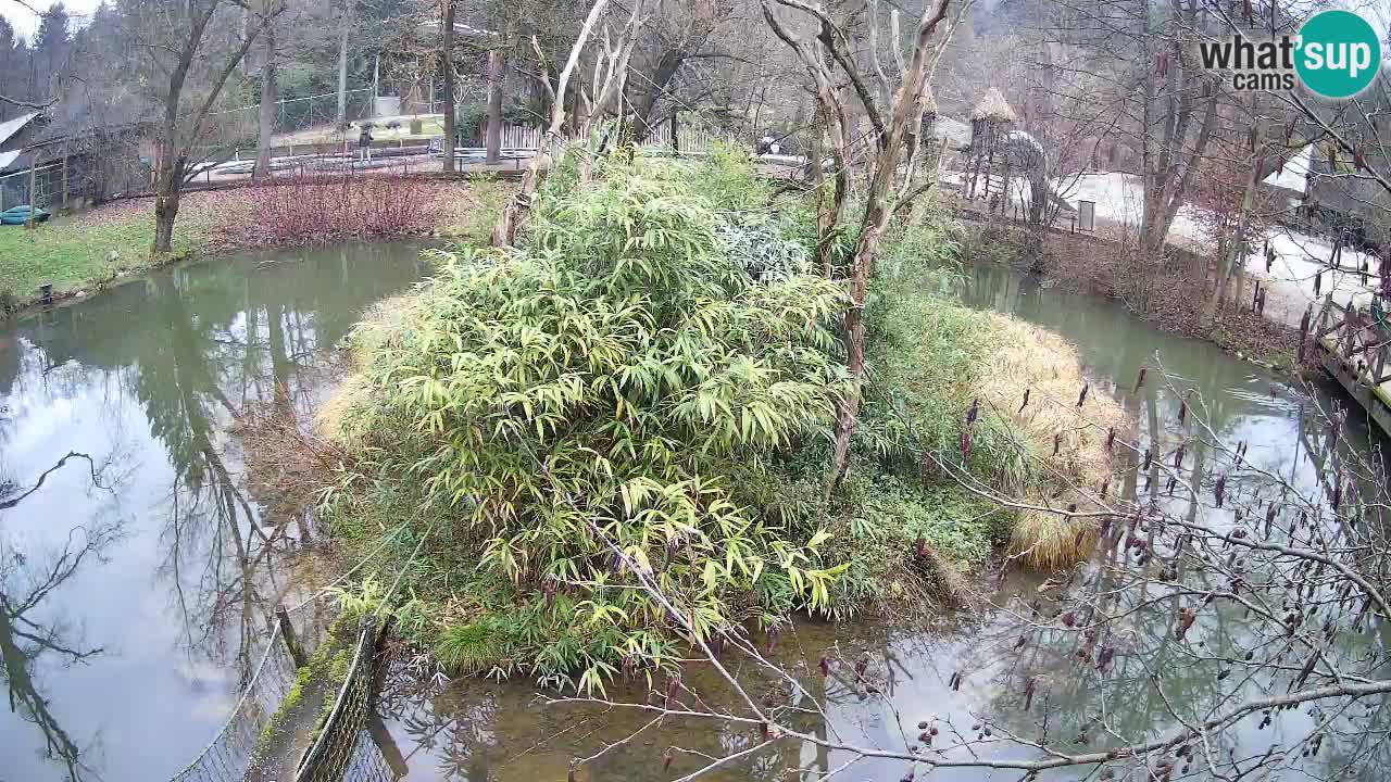 Südlicher Gelbwangen-Schopfgibbon Zoo Ljubljana webcam