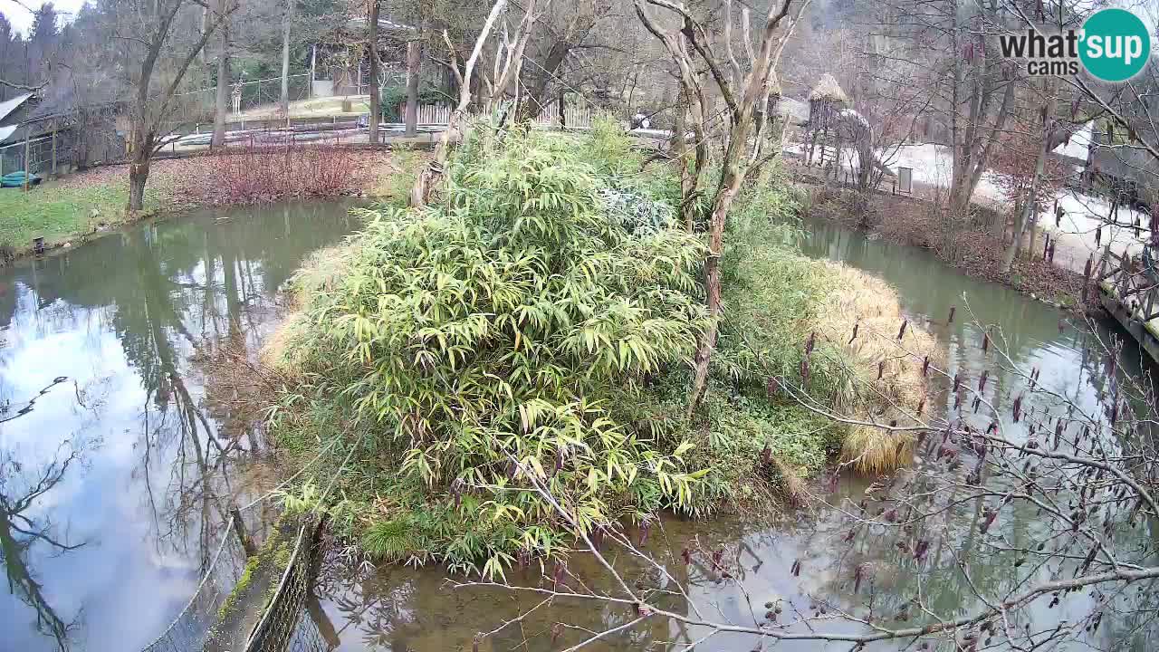 Südlicher Gelbwangen-Schopfgibbon Zoo Ljubljana webcam