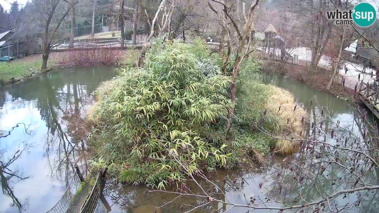 Südlicher Gelbwangen-Schopfgibbon Zoo Ljubljana webcam