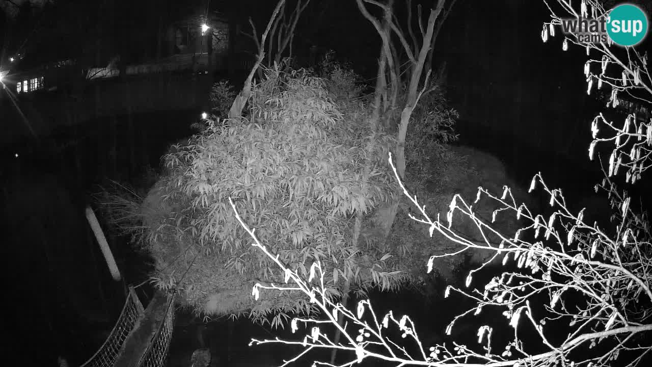 Yellow-cheeked gibbon Zoo Ljubljana livecam