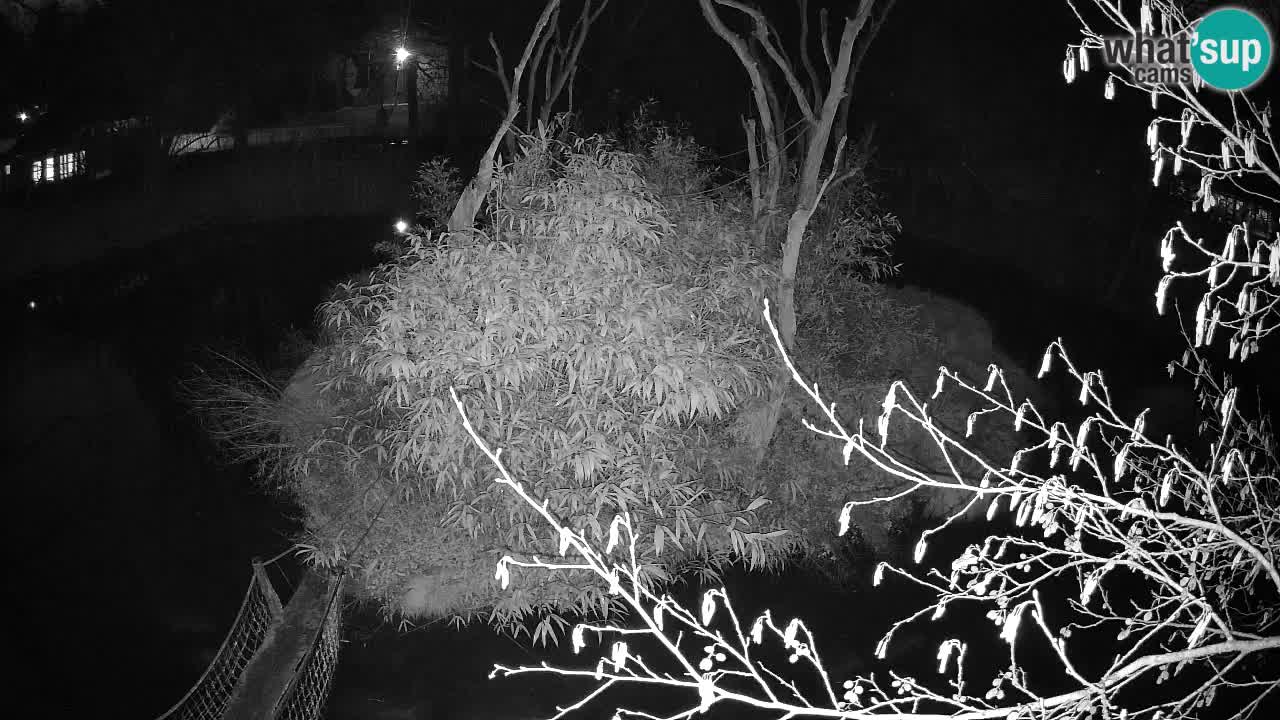 Yellow-cheeked gibbon Zoo Ljubljana livecam