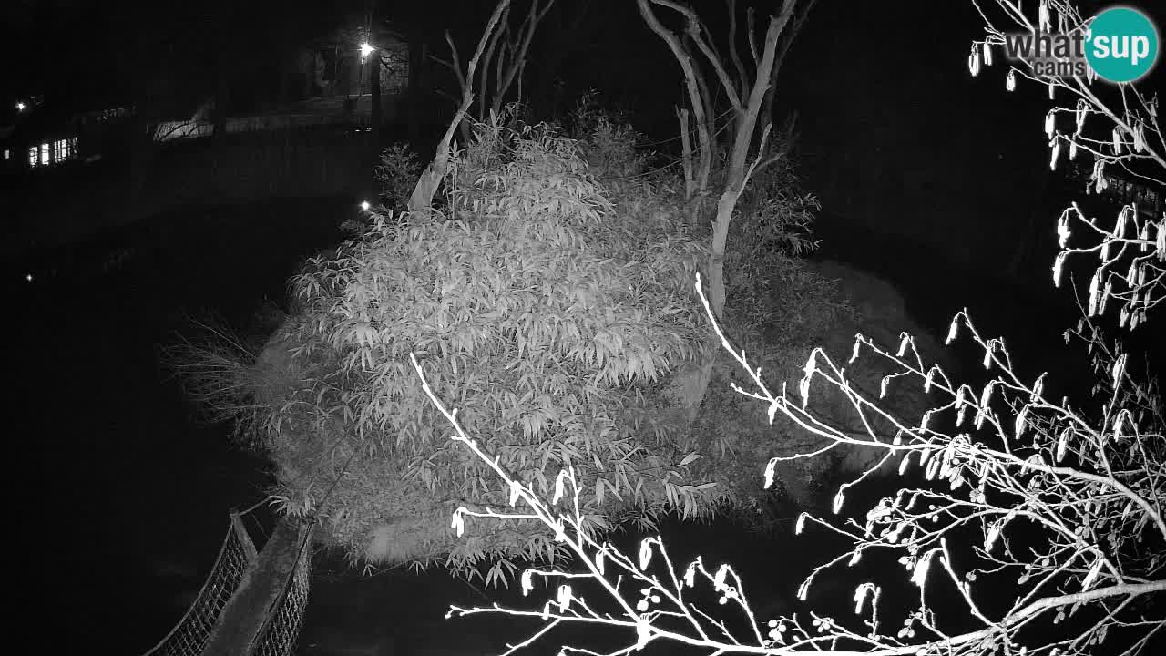 Gibbon à joues jaunes Zoo Ljubljana live cam