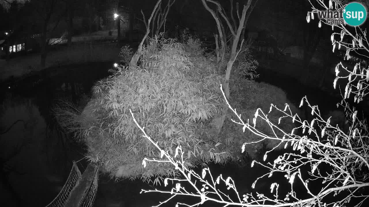 Südlicher Gelbwangen-Schopfgibbon Zoo Ljubljana webcam