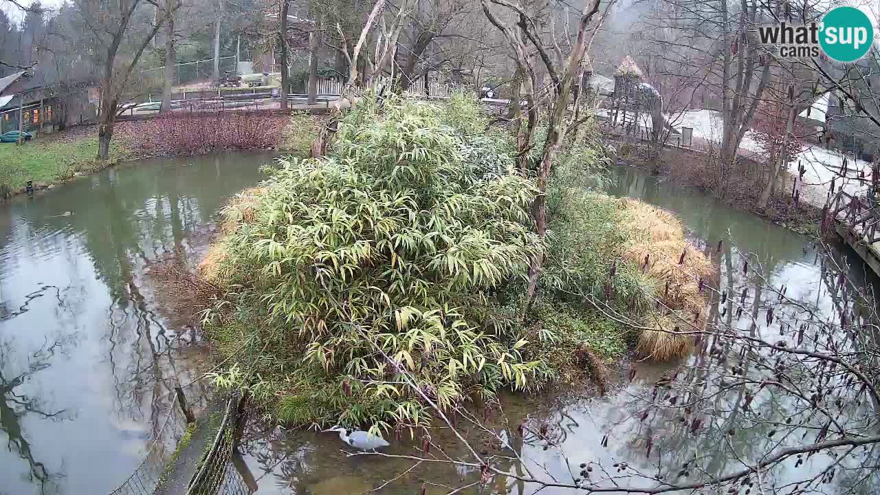 Gibon – Nomascus gabriellae – Zoo Ljubljana web kamera