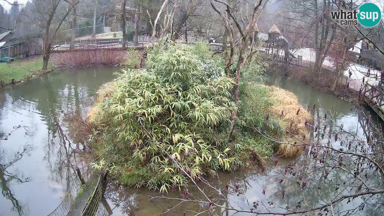 Gibbone dalle guance rosa nello ZOO di Ljubljana