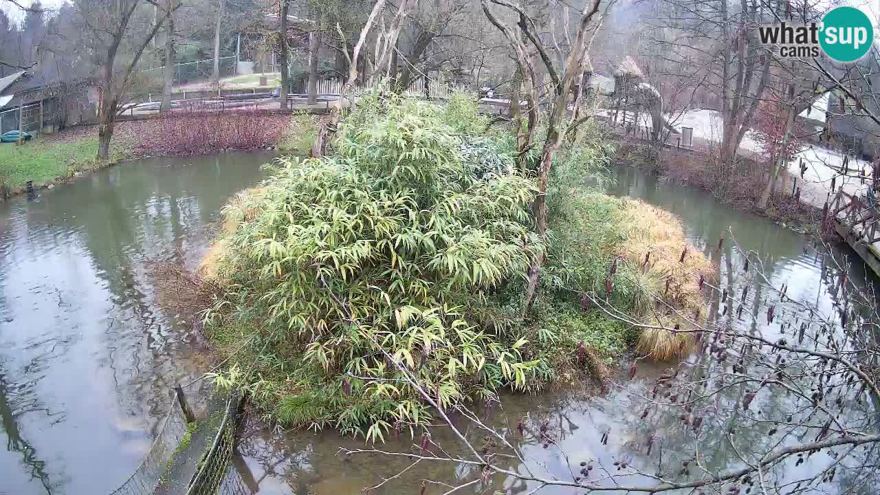 Gibbone dalle guance rosa nello ZOO di Ljubljana