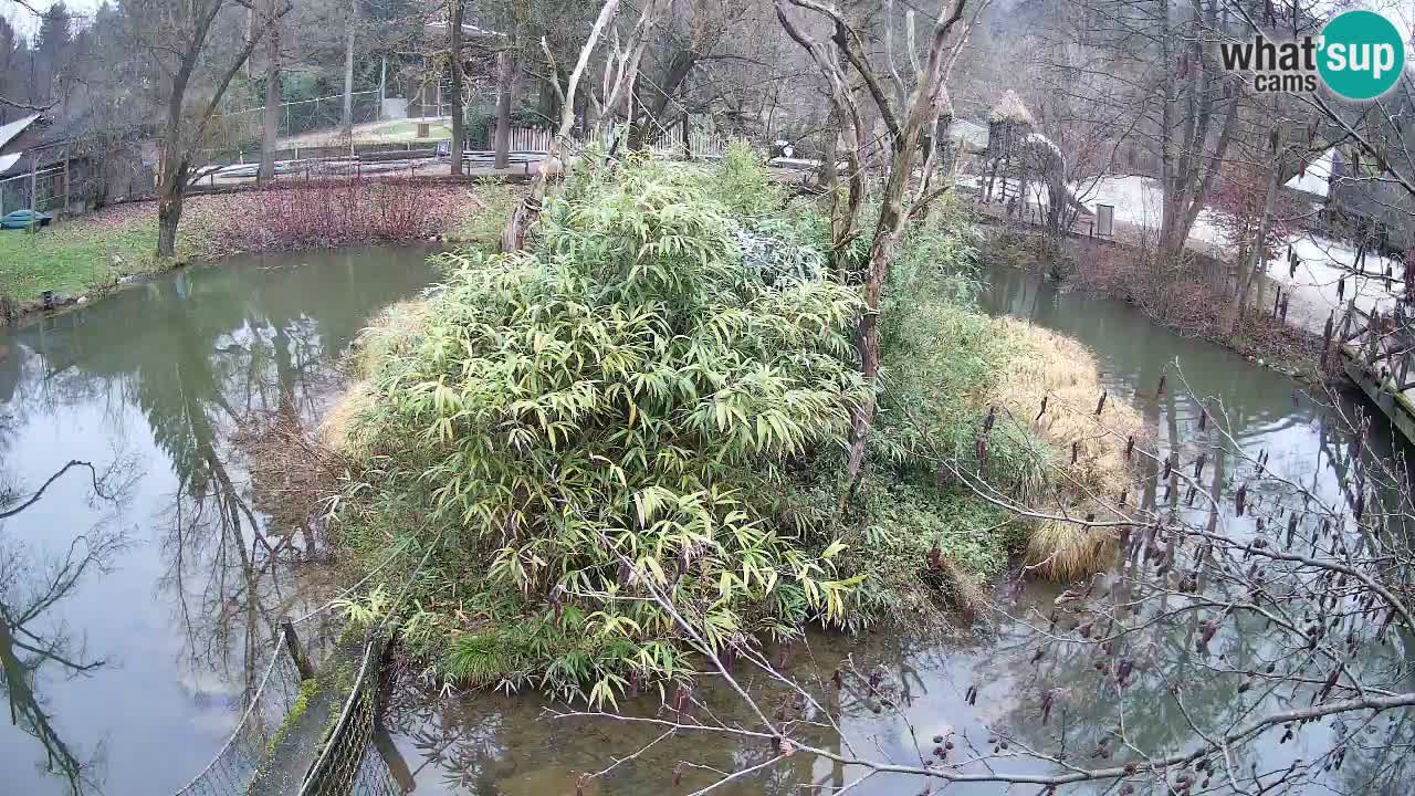 Gibon – Nomascus gabriellae – Zoo Ljubljana web kamera