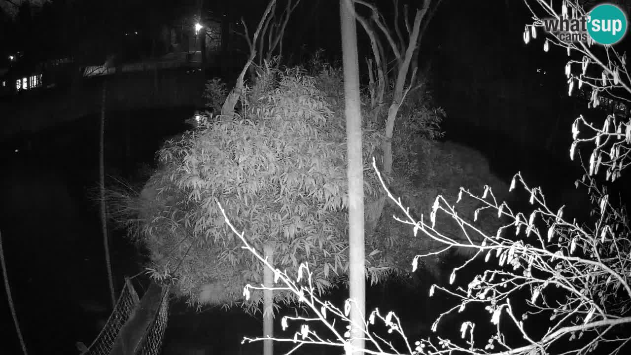 Gibón de mejillas beige Zoo Ljubljana