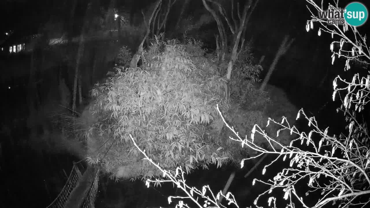 Zlatolični gibon živalski vrt Ljubljana